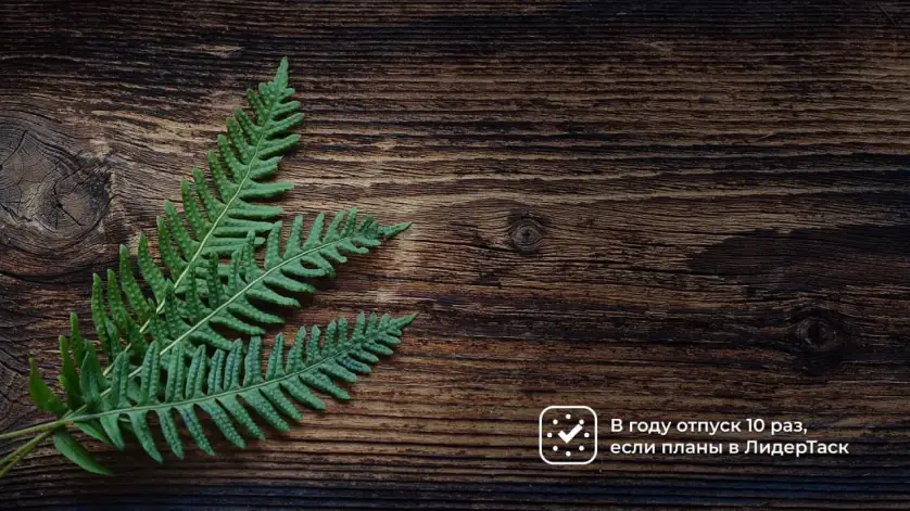 Обои папоротник-ЛидерТаск