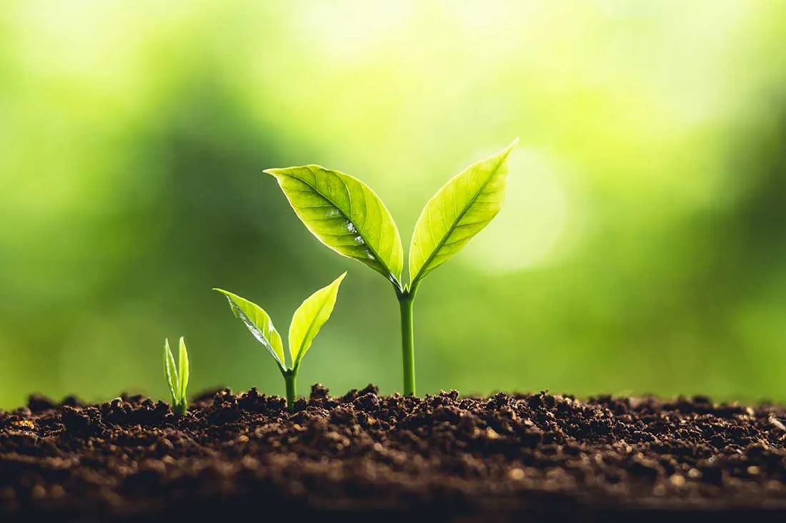 Развитие в жизненной среде